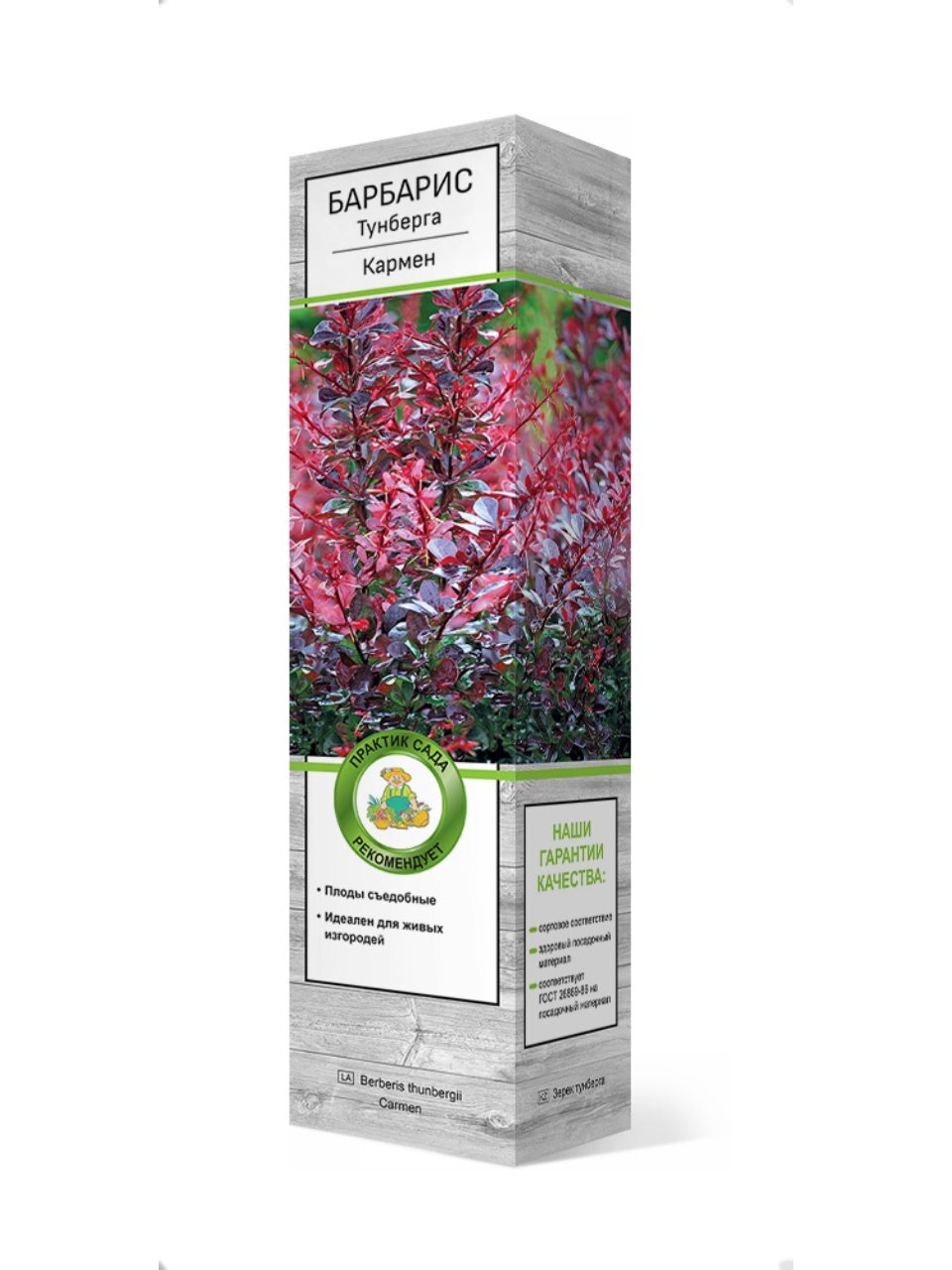 Саженцы Барбарис Тунберга, Кармен, 750677