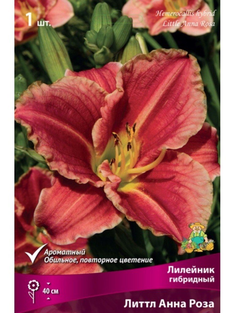 Корневище Лилейник гибридный, Литтл Анна Роза