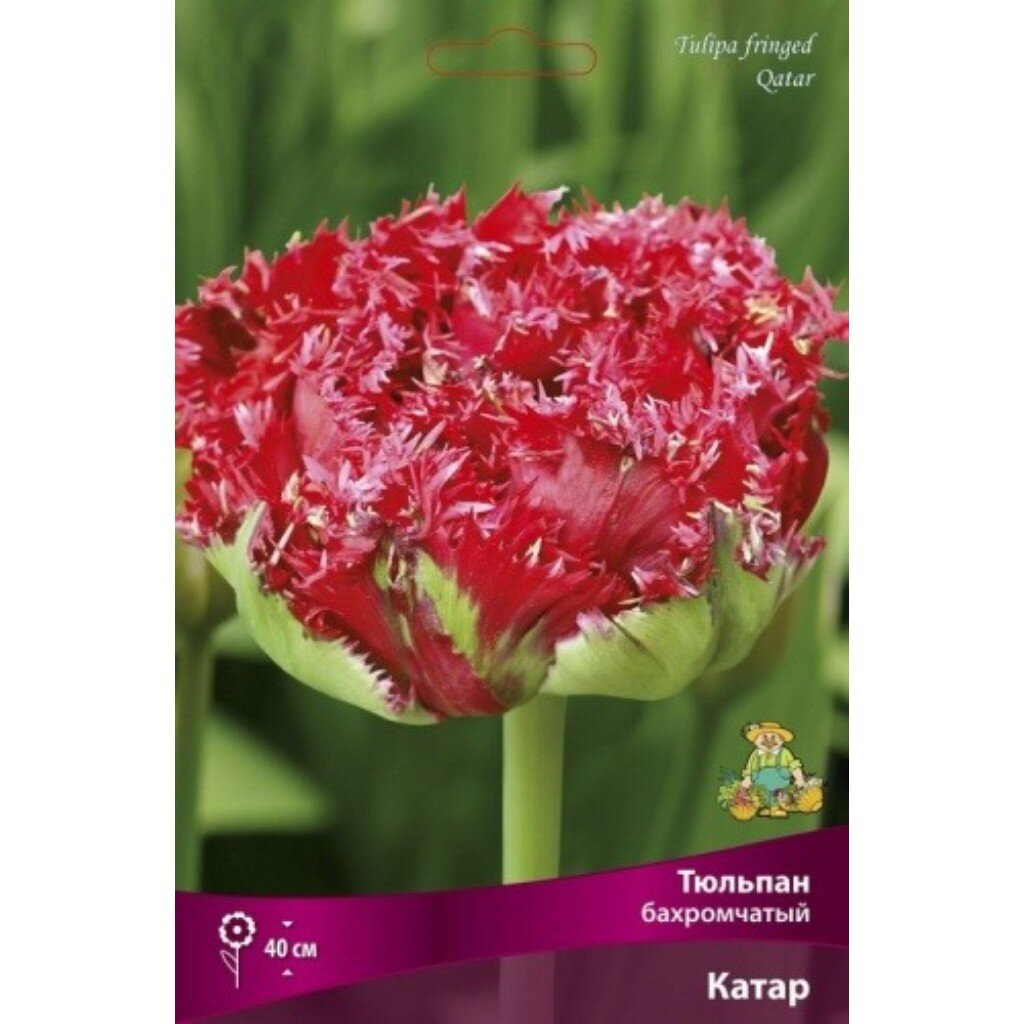 Луковицы Тюльпан бахромчатый, Катарина, 11-12/К, 7 шт