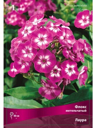 Корневище Флокс метельчатый, Лаура