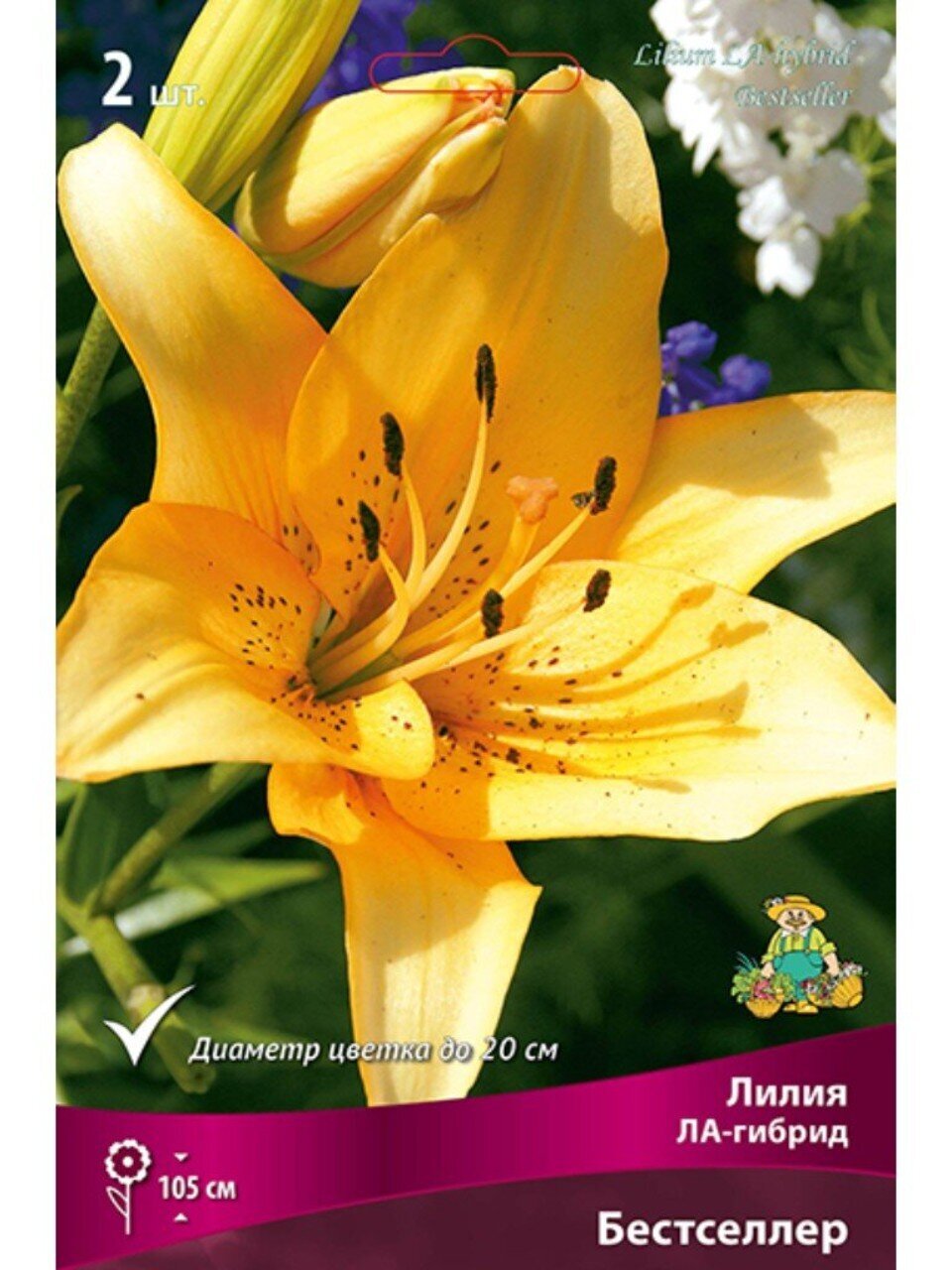 Луковицы Лилия ЛА-Гибрид, Бестселлер, 14-16, 2 шт