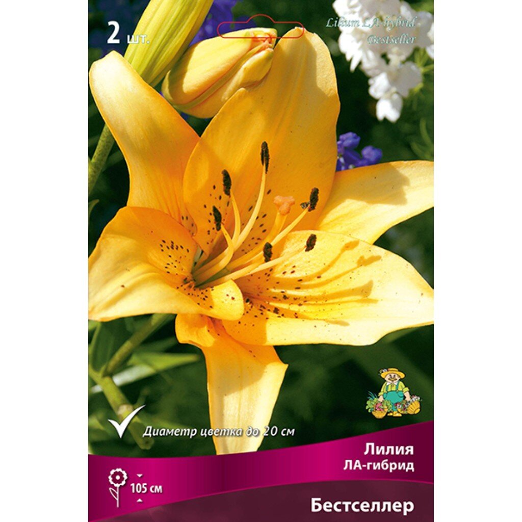 Луковицы Лилия ЛА-Гибрид, Бестселлер, 14-16/К, 2 шт