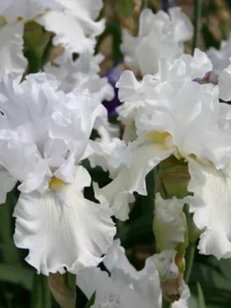 Луковицы Ирис бородатый, Бьянка