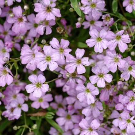 Корневище Гипсофила ползучая, Розея