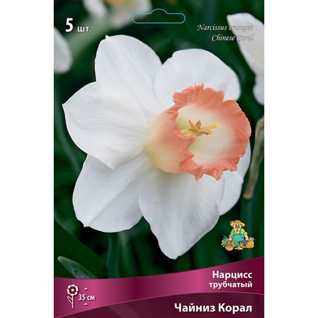 Луковицы Нарцисс трубчатый, Чайниз Корал, 12-14/К, 5 шт