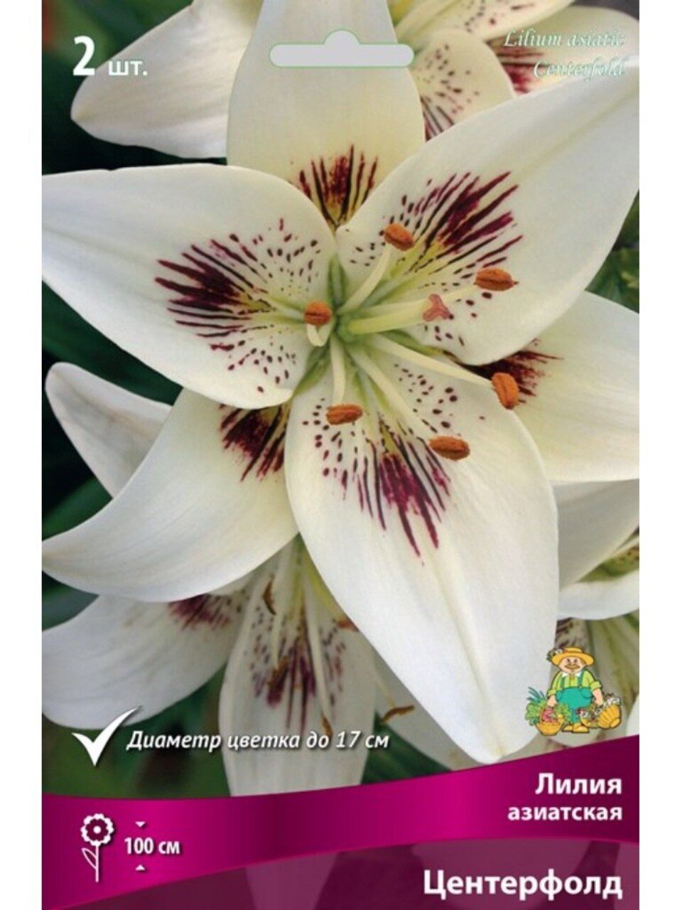 Луковицы Лилия азиатская, Центерфолд, 14-16, 2 шт