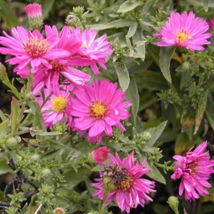 Корневище Астра кустарниковая, Аннеке