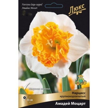 Луковицы Нарцисс крупнокорончатый, Амадей Моцарт, 12-14, 3 шт