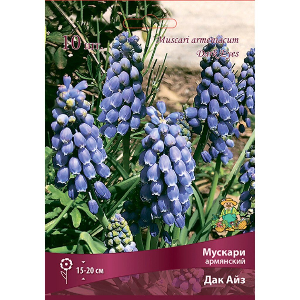 Луковицы Мускари армянский, Дак Айз, 6+/К, 10 шт