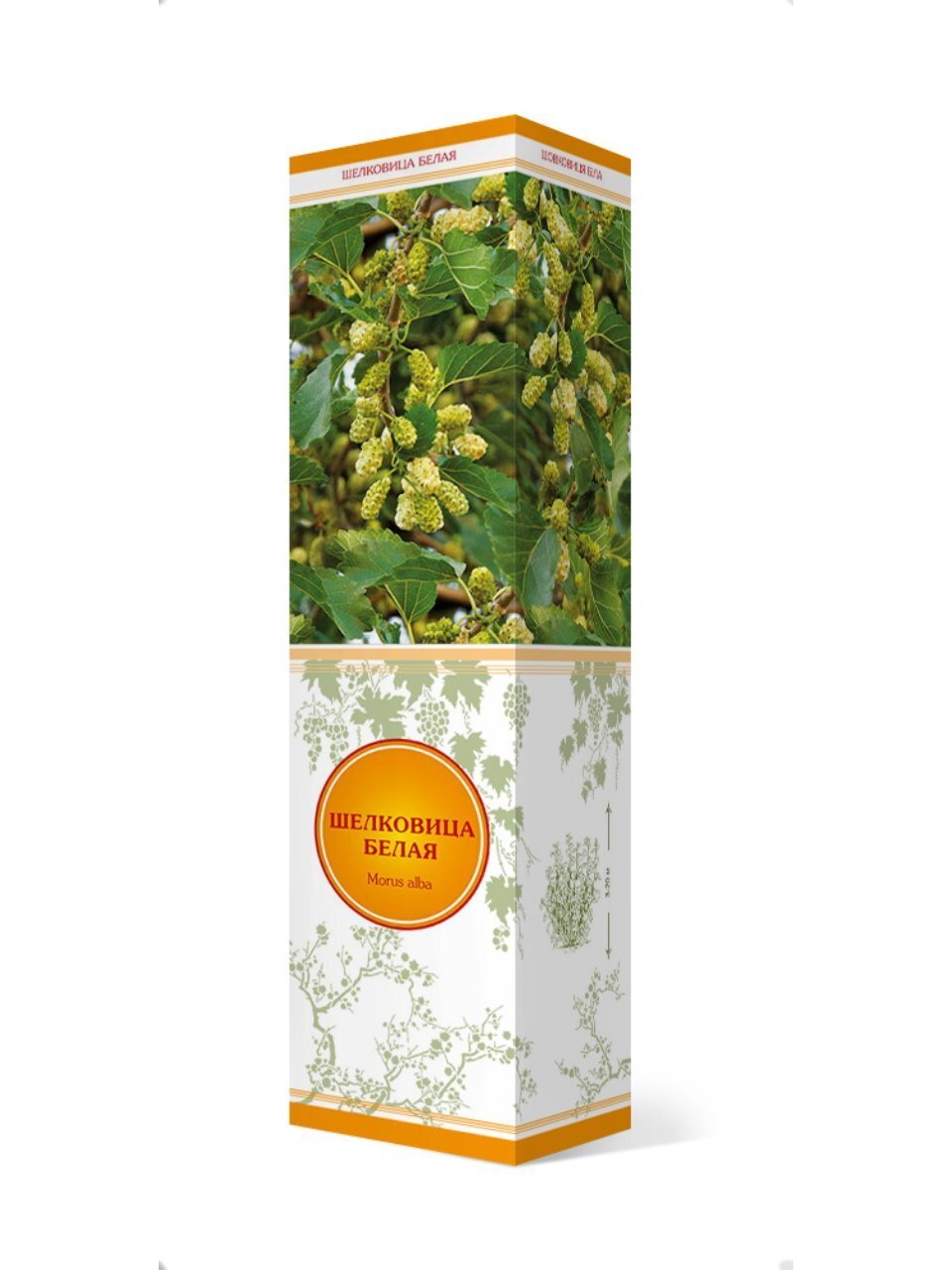 Саженцы Шелковица белая, лист зеленый, ягоды белые, 753160