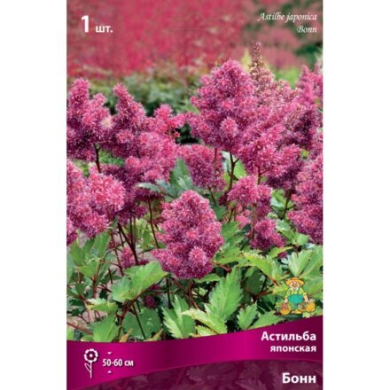Корневище Астильба японская, Бонн