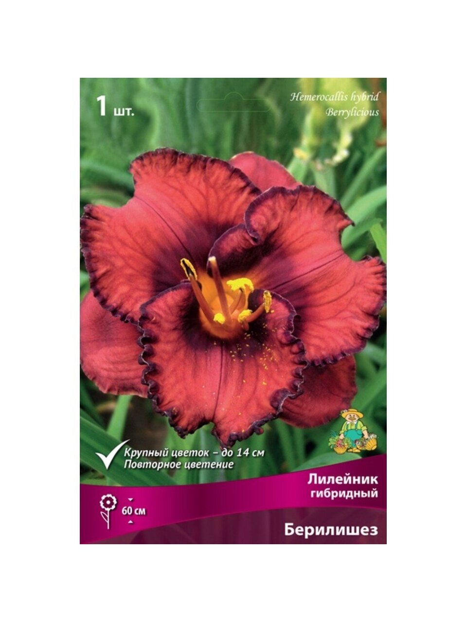 Корневище Лилейник гибридное, Берилишез