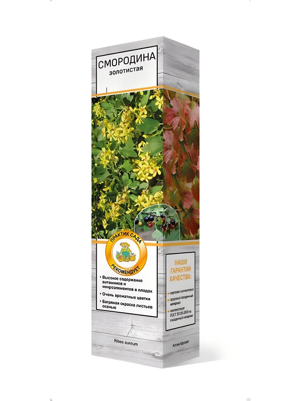 Саженцы Смородина золотистая, Валентина, 820591