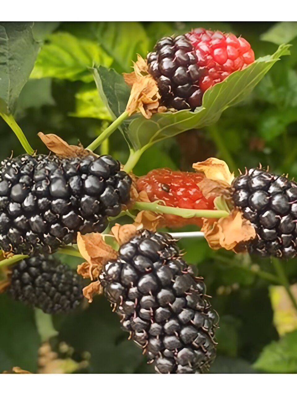 Саженцы Ежевика, Блэк Джем