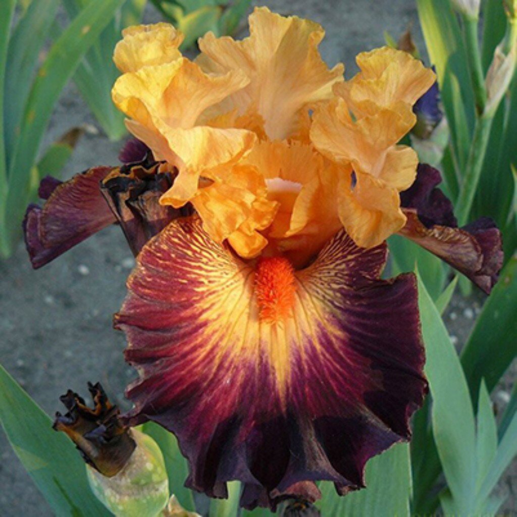 Луковицы Ирис бородатый, Говард Уиид