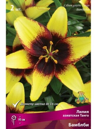 Луковицы Лилия азиатская, Танго Бамблби, 14-16, 2 шт