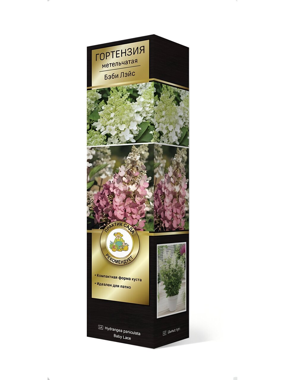 Саженцы Гортензия метельчатая Бэби Лэйс/ЦКорЛюкс