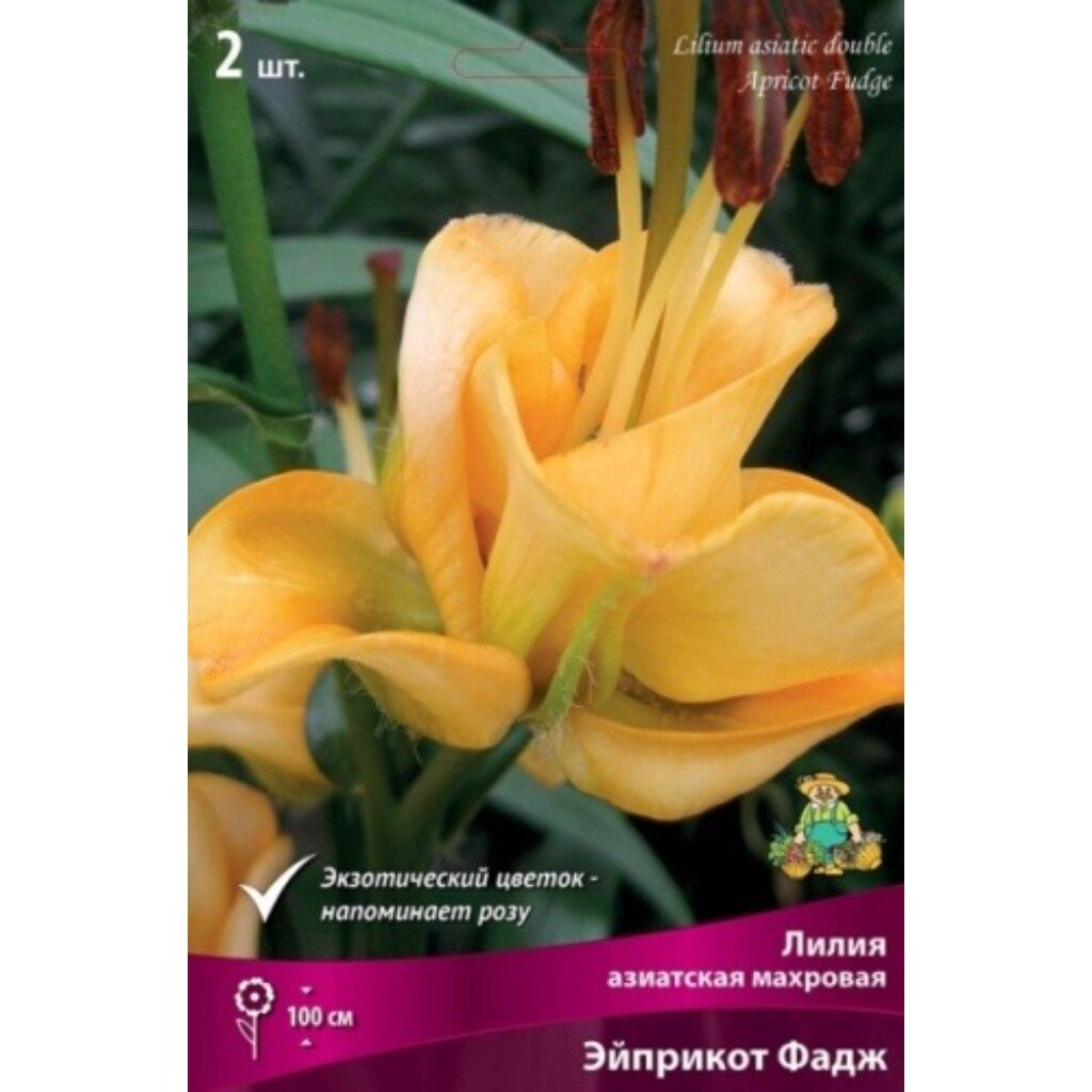 Луковицы Лилия азиатская, Эйприкот Фадж, 14-16