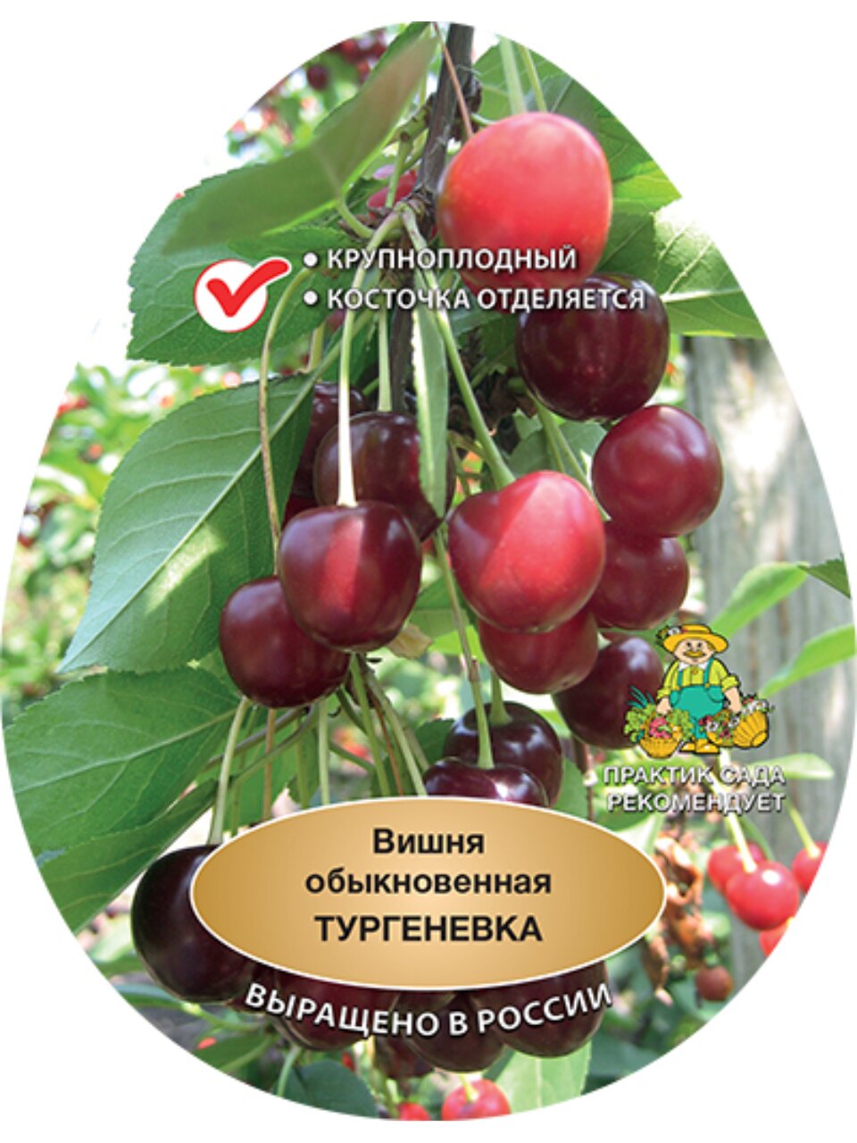 Саженцы Вишня, Тургеневка, 751544