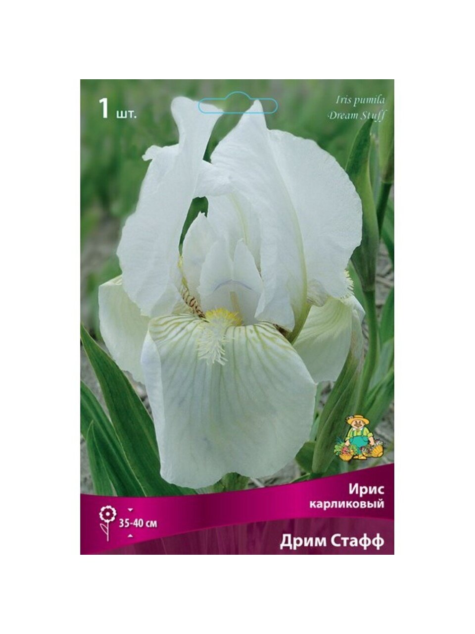 Луковицы Ирис карликовый, Дрим Стафф