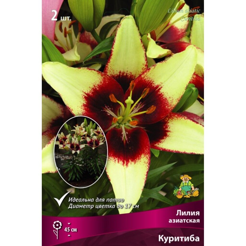 Луковицы Лилия азиатская, Куритиба, 2 шт