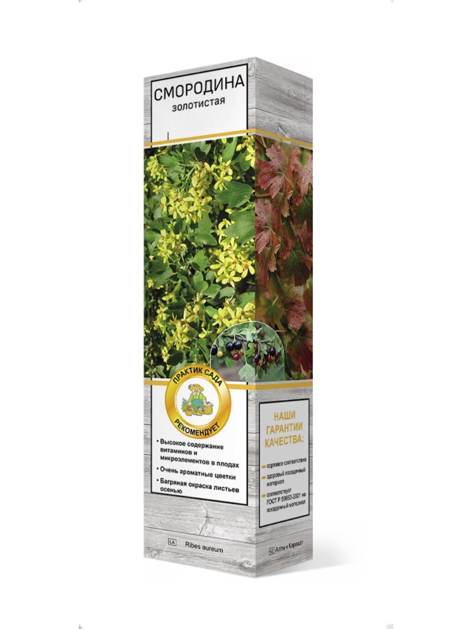 Саженцы Смородина золотистая, Ида