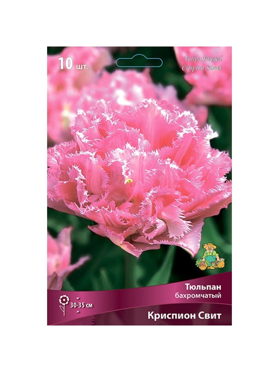 Луковицы Тюльпан бахромчатый, Криспион Свит, 11-12/К, 10 шт