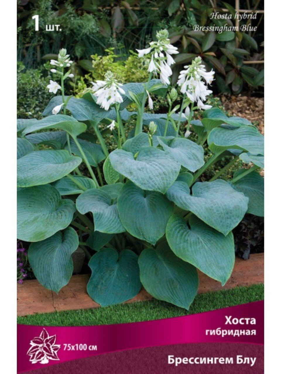 Корневище Хоста гибридная, Брессингем Блу