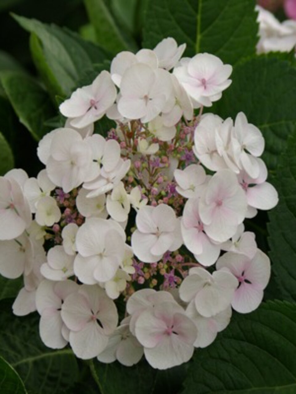 Саженцы Гортензия крупнолистовая, Либелла, 750387