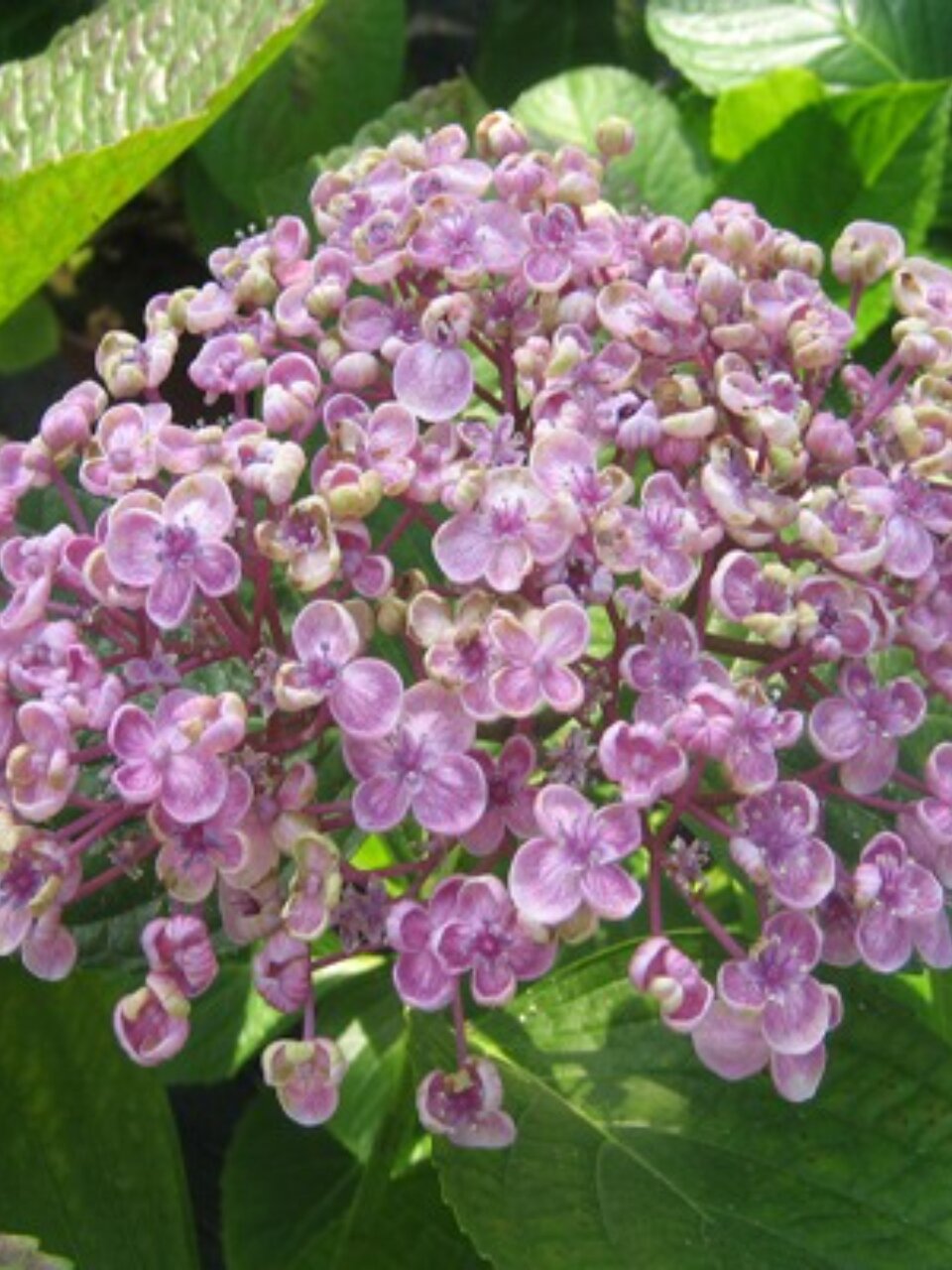 Саженцы Гортензия крупнолистовая, Аиша, 750355