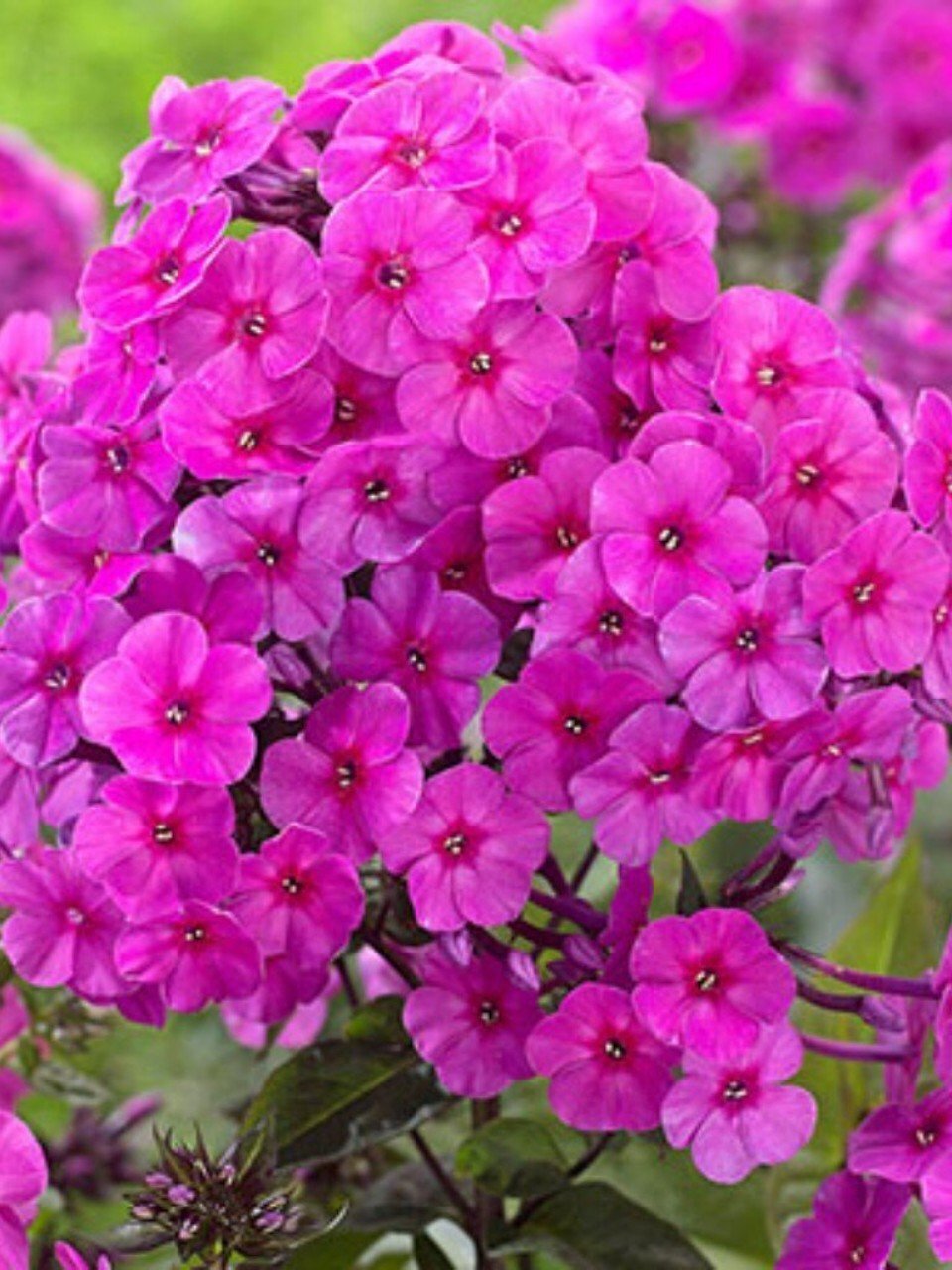 Корневище Флокс метельчатый, Роза Пастел