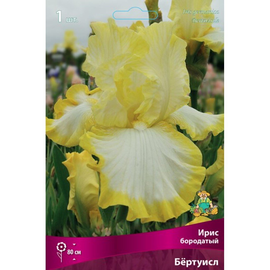 Луковицы Ирис бородатый, Бёртуисл