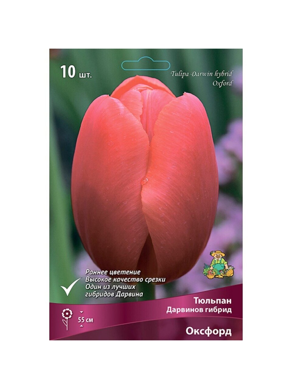 Луковицы Тюльпан Дарвинов гибрид, Оксфорд, 11-12/К, 10 шт