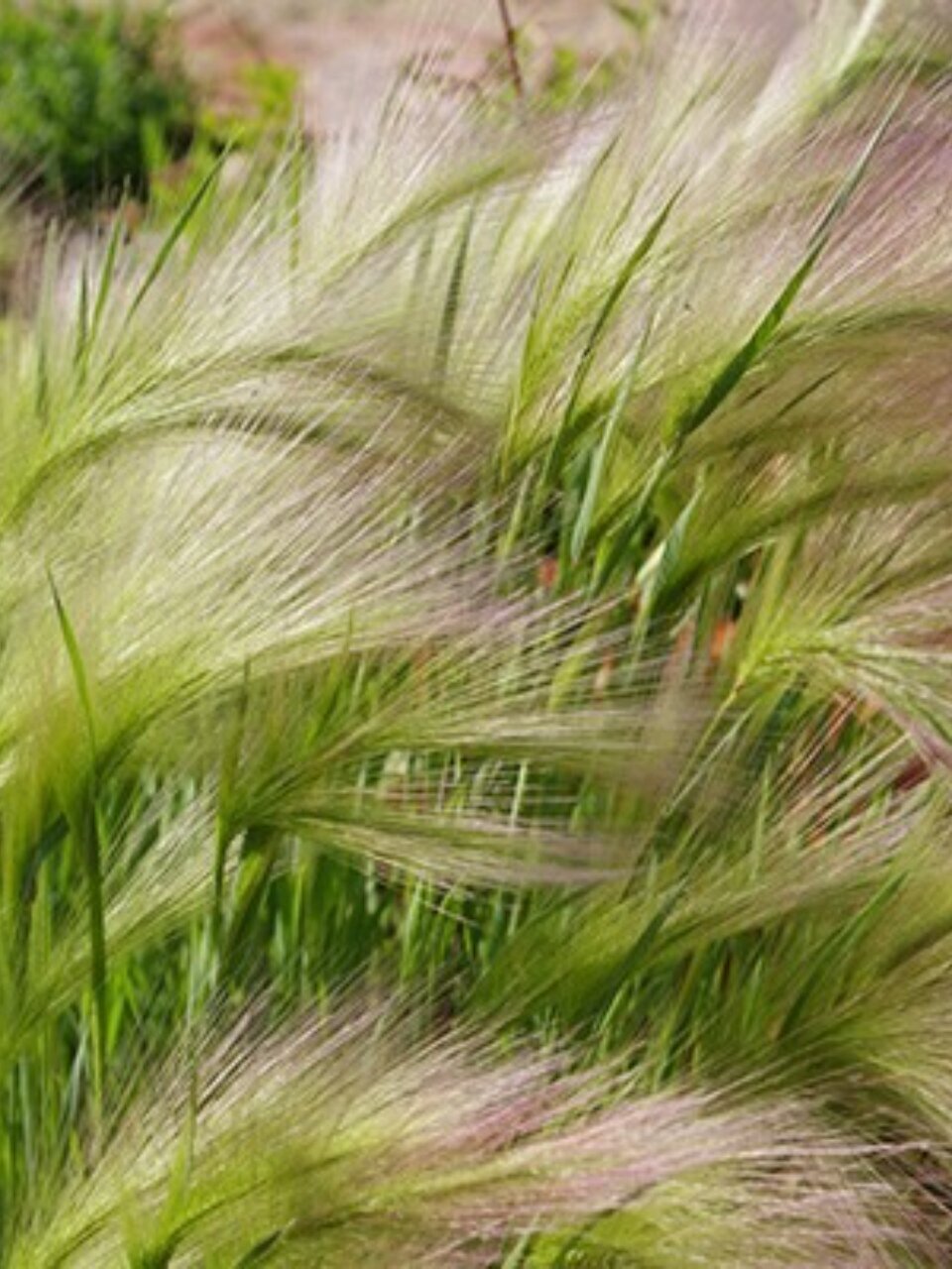 Саженцы Ячмень гривастый, 827431