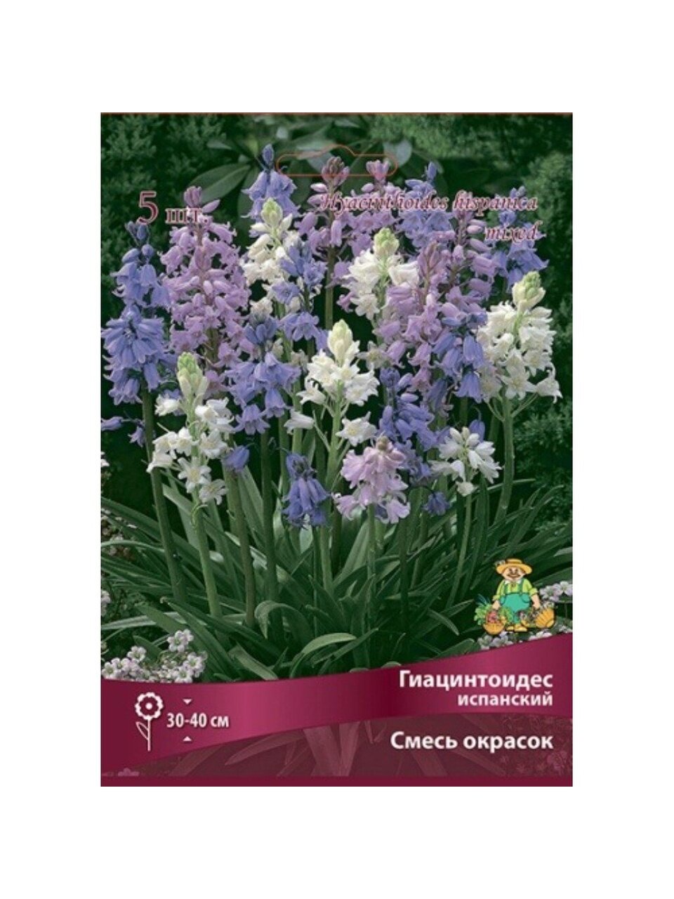 Луковицы Гиацинтоидес испанский, 6-7/К, 10 шт