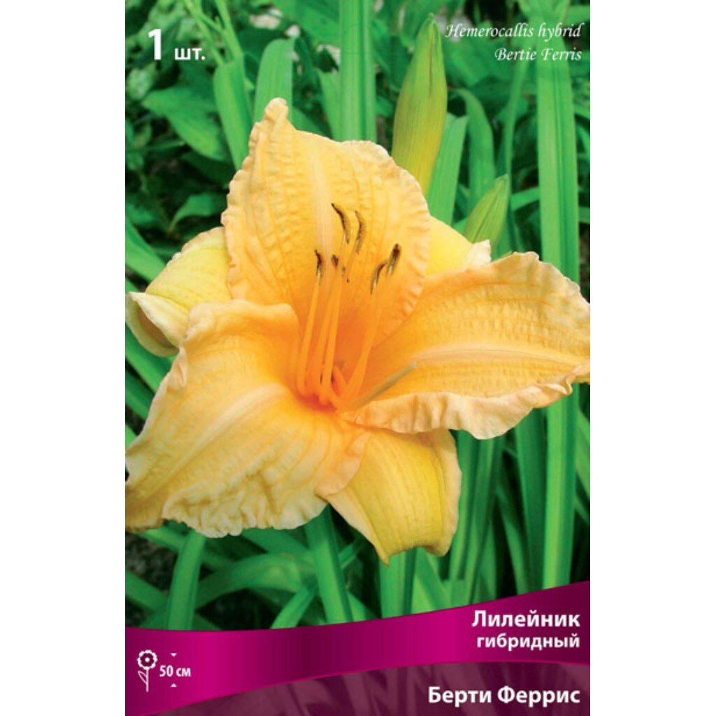 Корневище Лилейник гибридное, Берти Феррис, оранжевый гофрированное