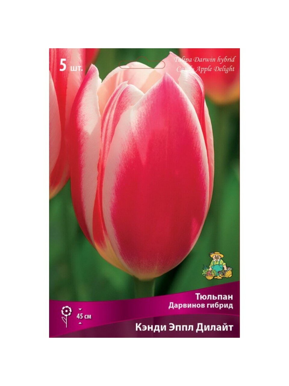 Луковицы Тюльпан Дарвинов гибрид, Кэнди Эппл Дилайт, 12+/К, 5 шт