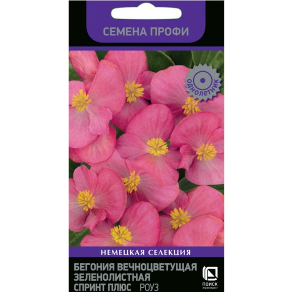 Семена Цветы, Бегония, Спринт Плюс Роуз, 10 шт, Семена Профи, вечноцветущая зеленолистная, цветная упаковка, Поиск