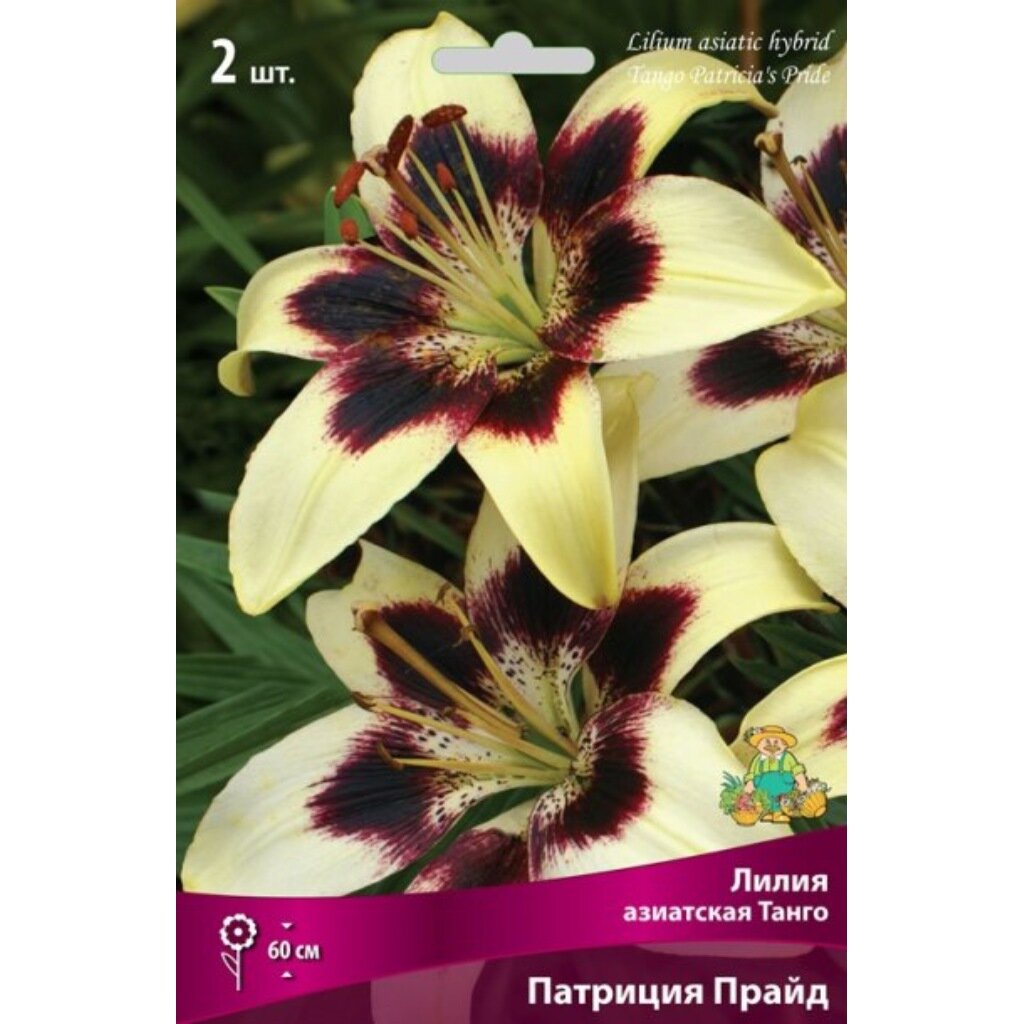 Луковицы Лилия азиатская, Танго Патриция Прайд, 14-16/К, 2 шт