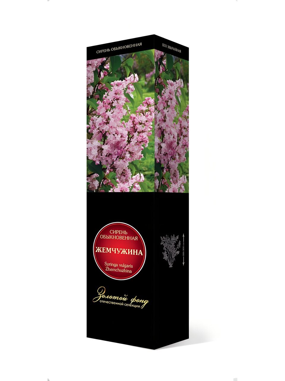Саженцы Сирень обыкновенная, Жемчужина, 751102