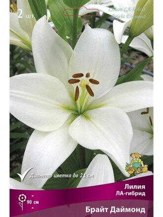 Луковицы Лилия ЛА-Гибрид, Брайт Даймонд, 14-16, 2 шт