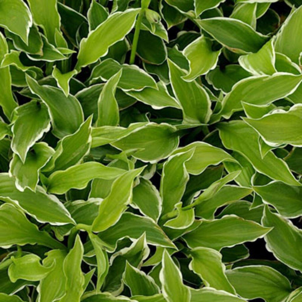 Корневище Хоста волнистая, Альбомаргината, темно-зеленые листья с тонким белым краем