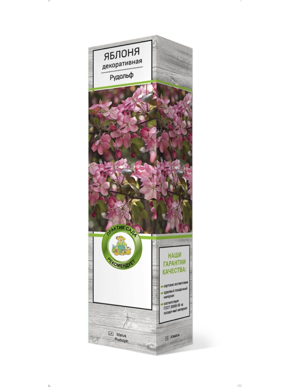 Саженцы Яблоня декоративная, Рудольф