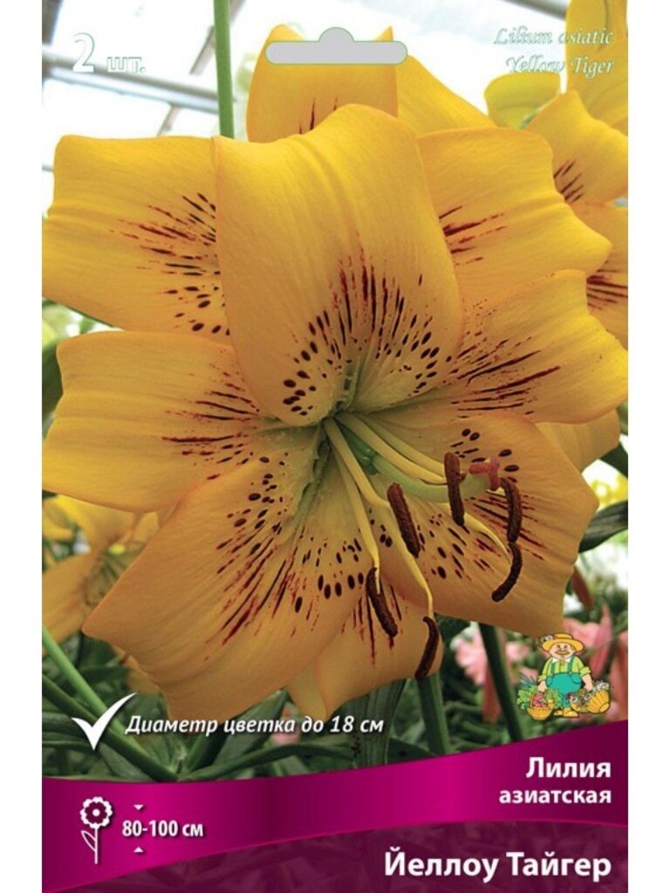 Луковицы Лилия азиатская, Йеллоу Тайгер, 14-16, 2 шт