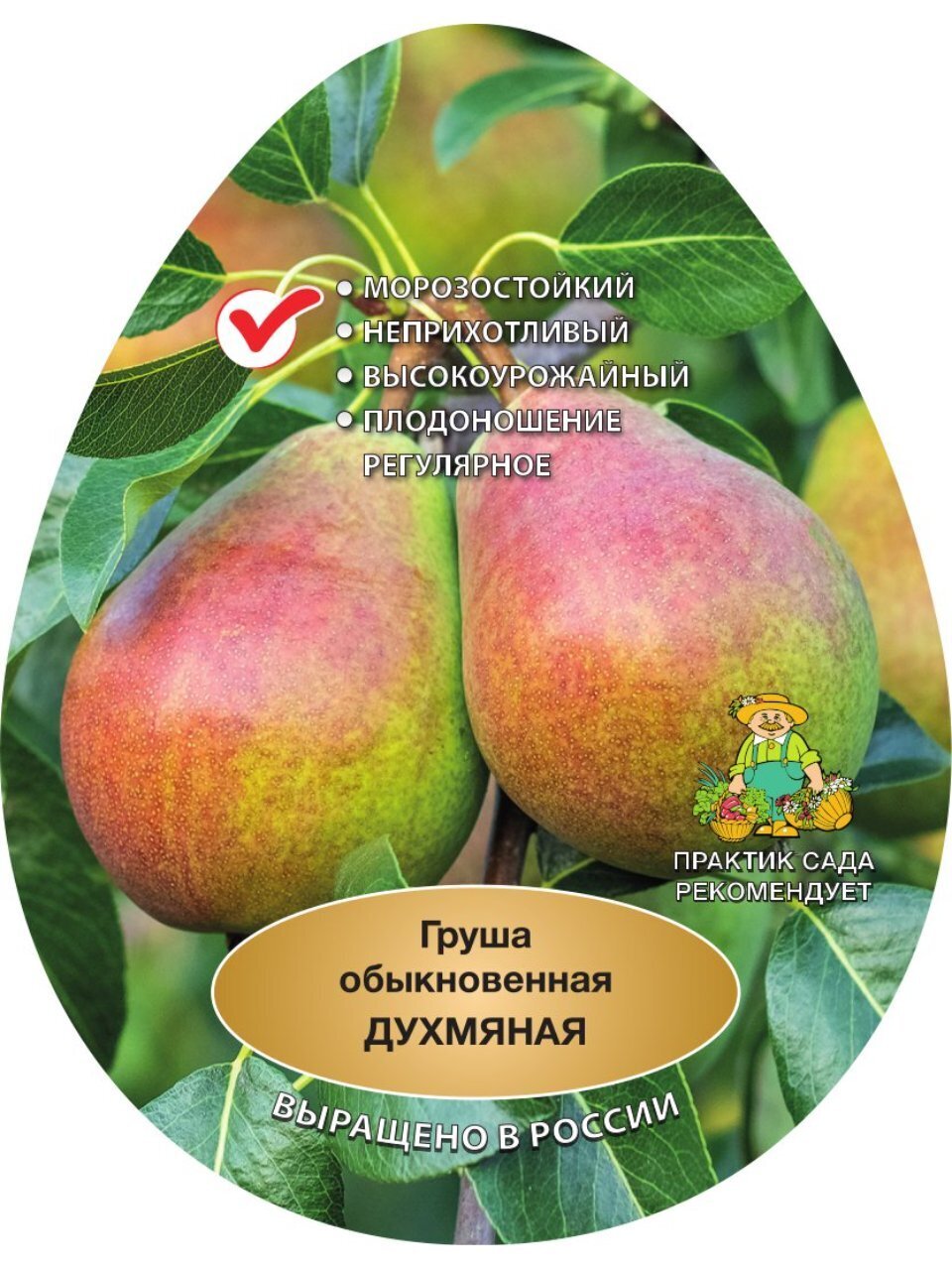 Саженцы Груша, Духмяная, в коробке, подвой семенной, груша лесная, 848051