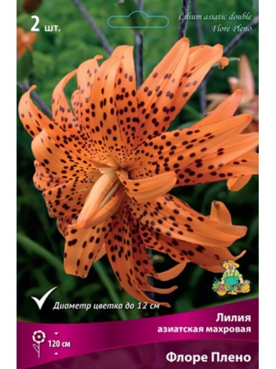 Луковицы Лилия азиатская, Флоре Плено, 14-16, 2 шт