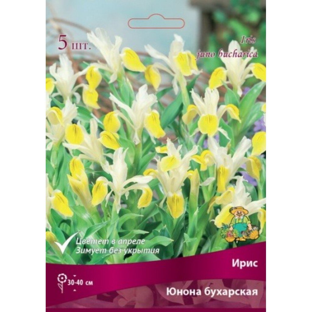 Луковицы Ирис, Юнона бухарская, 3 шт