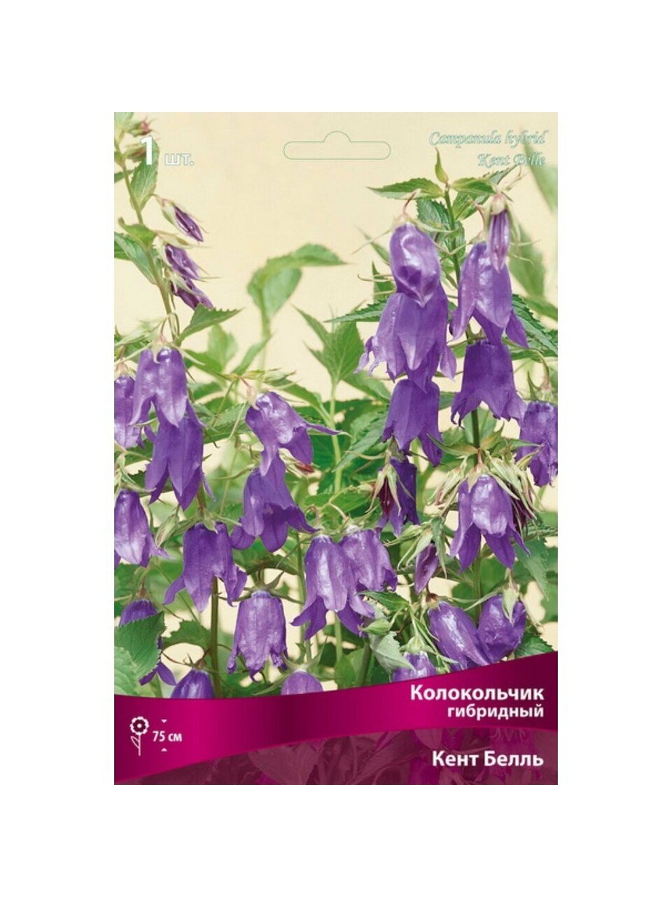Корневище Колокольчик гибридное, Кент Белль