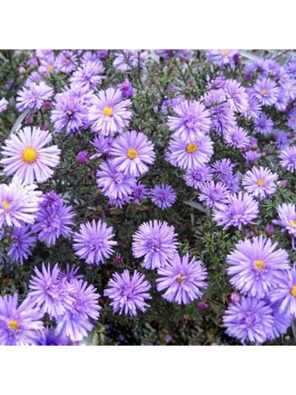Корневище Астра кустарниковая, Леди ин Блу