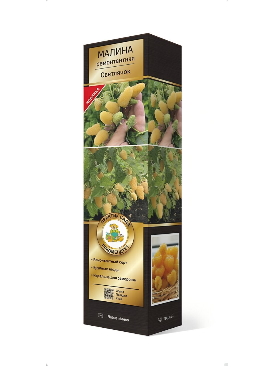 Саженцы Малина ремонтантная, Светлячок, 827669
